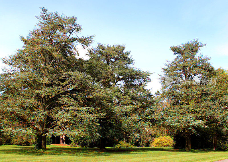 三棵蓝色阿特拉斯雪松在公园/花园的图像